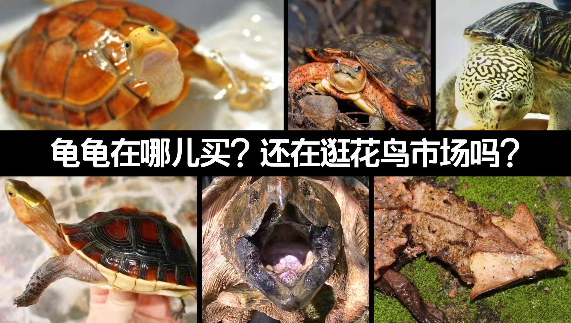 新手在哪里买龟好养活点,宠物龟在什么地方卖好呢