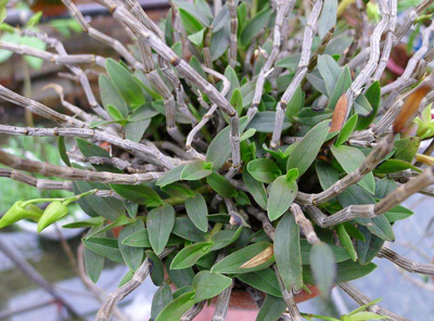 净化空气而且对身体好的花,净化空气对人身体有益的花