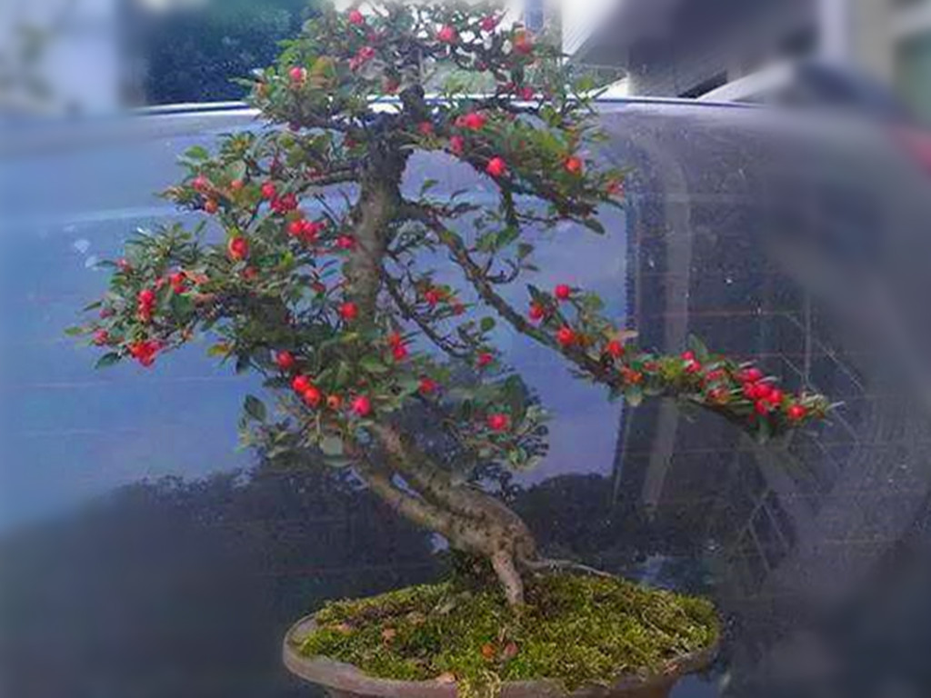 铺地蜈蚣，雪压枝头伴果红，不管盆栽还是盆景，都是冬日有趣风景