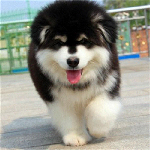 阿拉斯加的优点和缺点是什么,阿拉斯加犬的优点与缺点