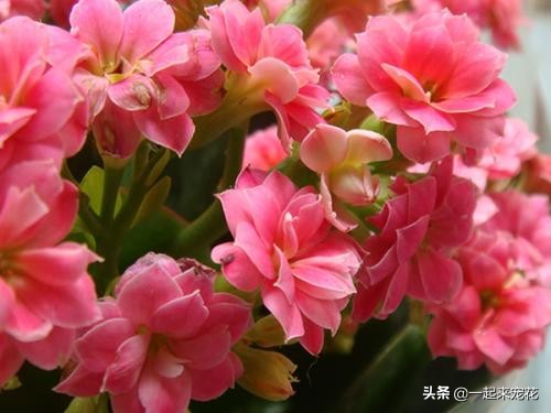 长寿花花苞一直没有开怎么办,长寿花花苞没开就干瘪了要剪掉么