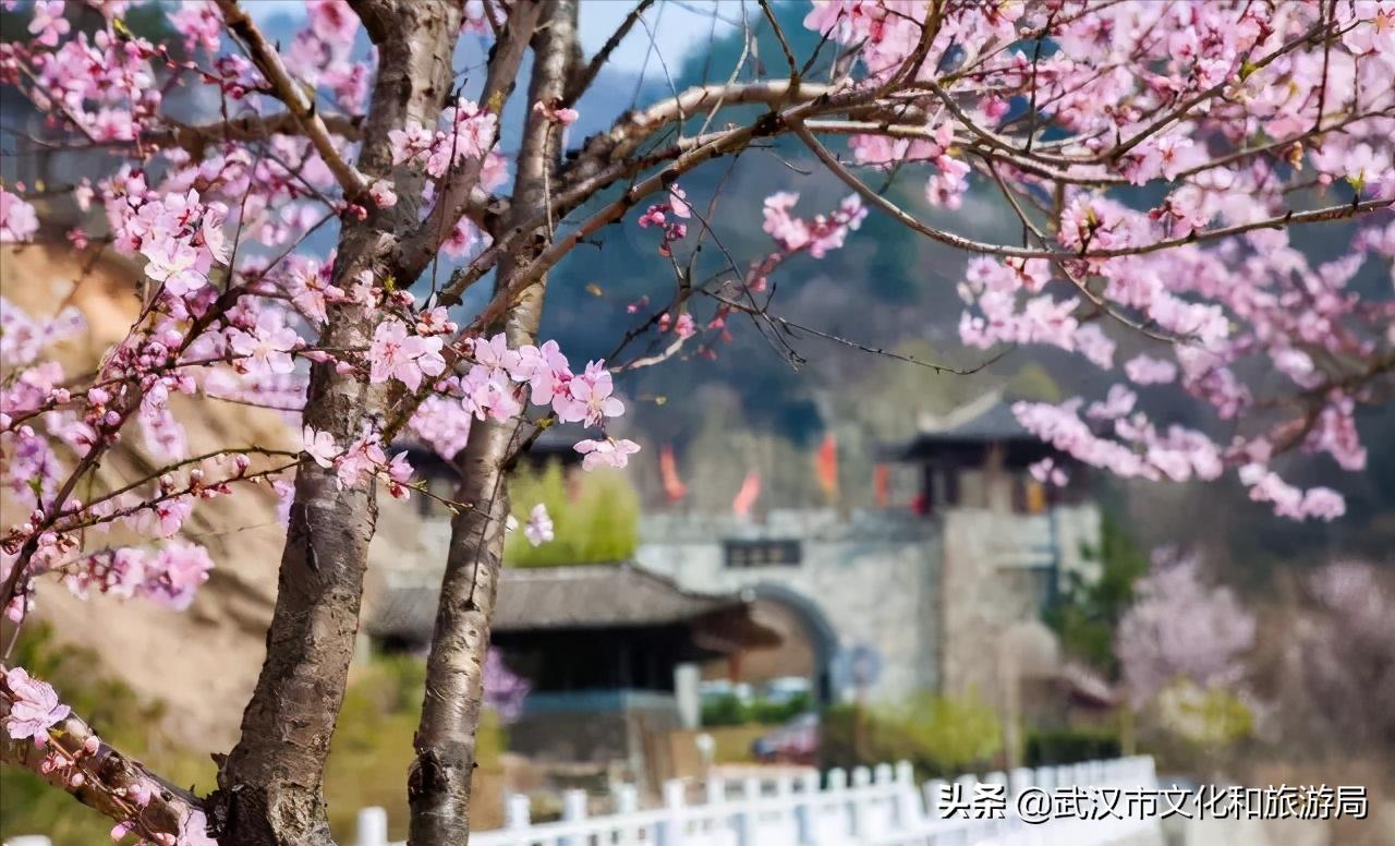 花young官方购票,花young套餐29元103g联通