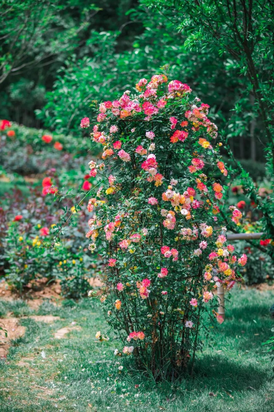 五一不能错过的花海,五一不能错过的美丽花海