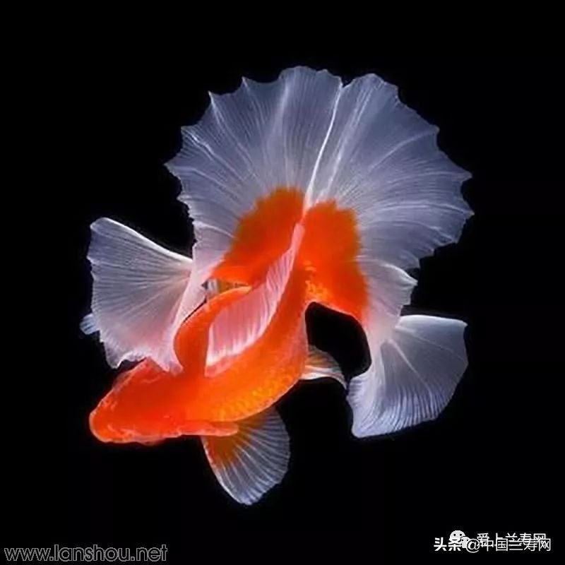 那些企图拿尾巴征服世界的金鱼们