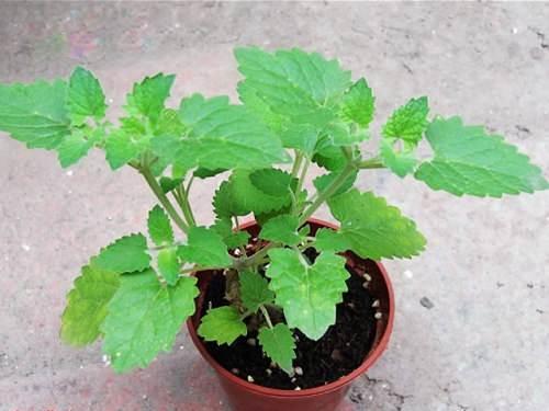 薄荷枯萎能自愈吗,薄荷移盆后枯萎怎么救活