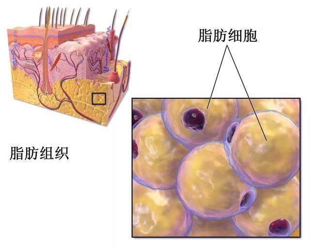 脂肪是怎么从身体排出的,脂肪是怎么一步步从身体里消失的
