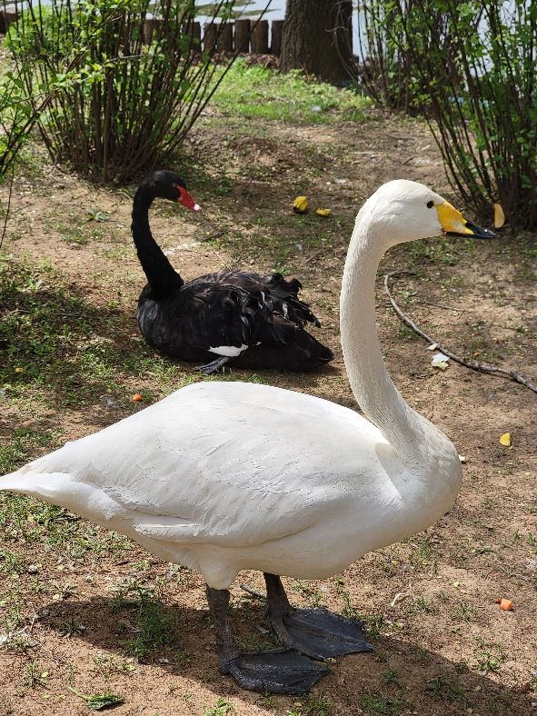 快乐动物园探险,愉快的旅行沈阳森林动物园一日游