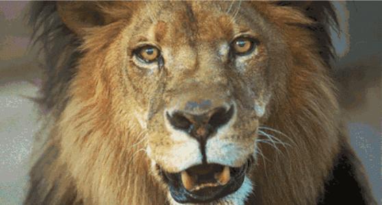 狮虎和百兽之王哪个厉害,狮虎大战真相