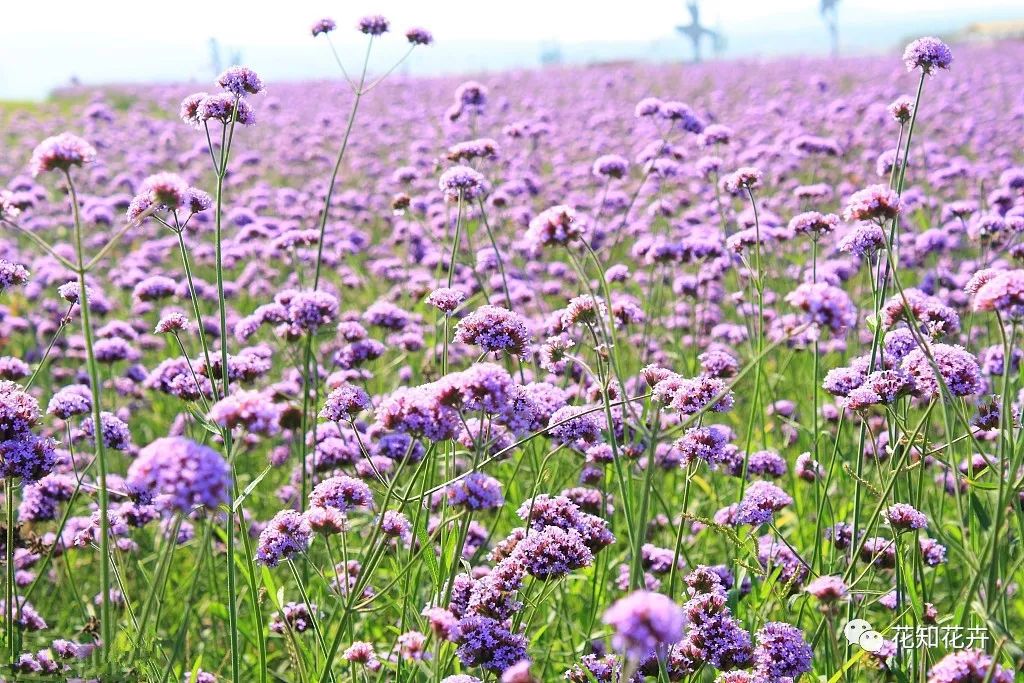 衣草精油真假辨别方法视频,薰衣草真假辨别图解大全