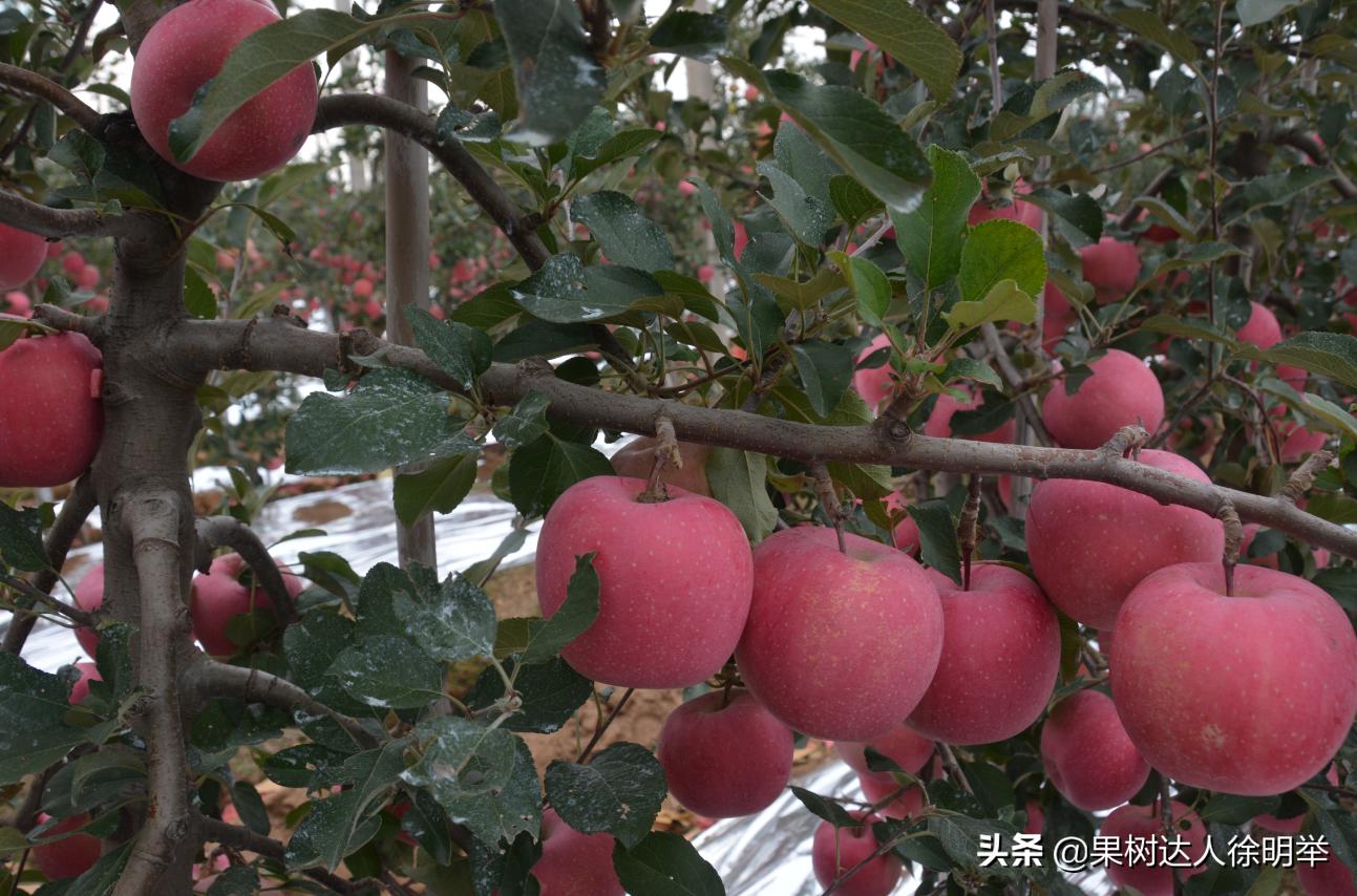 苹果将走出“高价区”，很多专家果农经销商均这么认为，我有同感