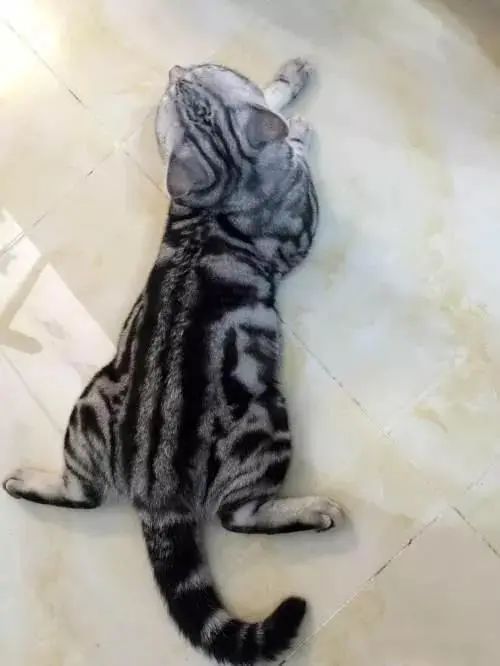 猫咪尿血伴有膀胱黏膜脱落,为什么猫咪会尿结石尿血