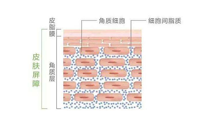 脸要不要去角质,脸部有必要去角质么