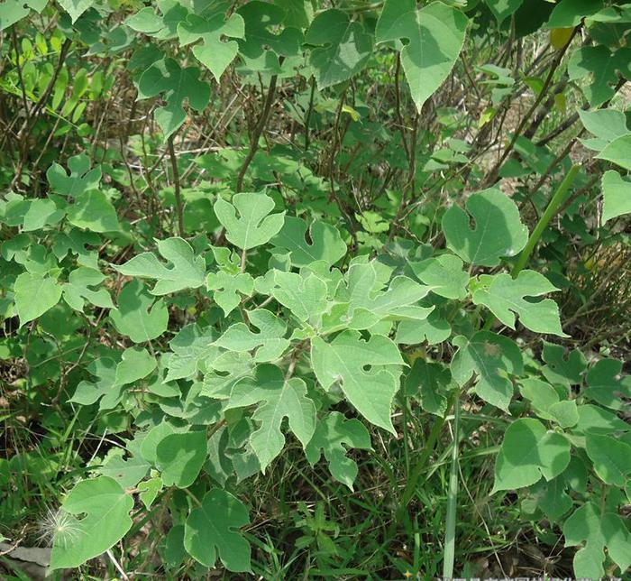 房顶长出杂草怎样消灭,墙里长出的草怎么清除