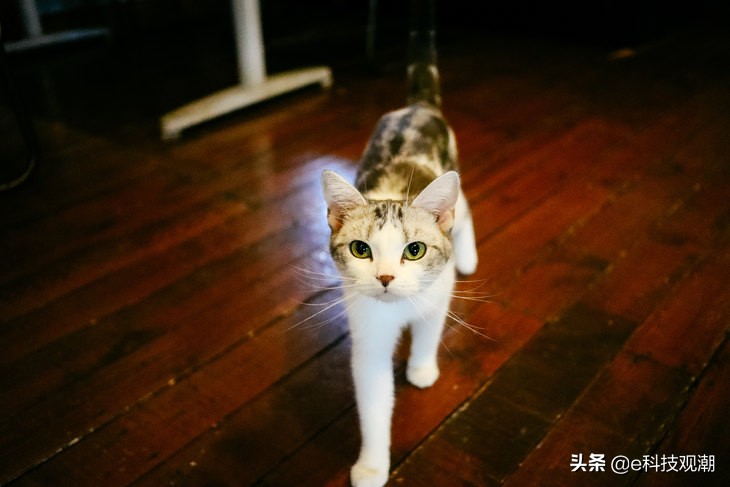 佳能eosm6mark2发布会,佳能EOSM6Mark2全新