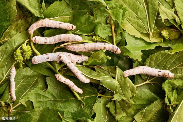 蚕病防治技术100问,蚕的防治方案