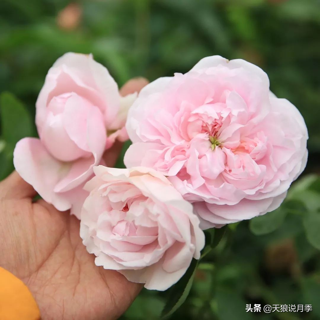 4月最浪漫的一次花开，是171个低价月季小苗带来的巅峰时刻！