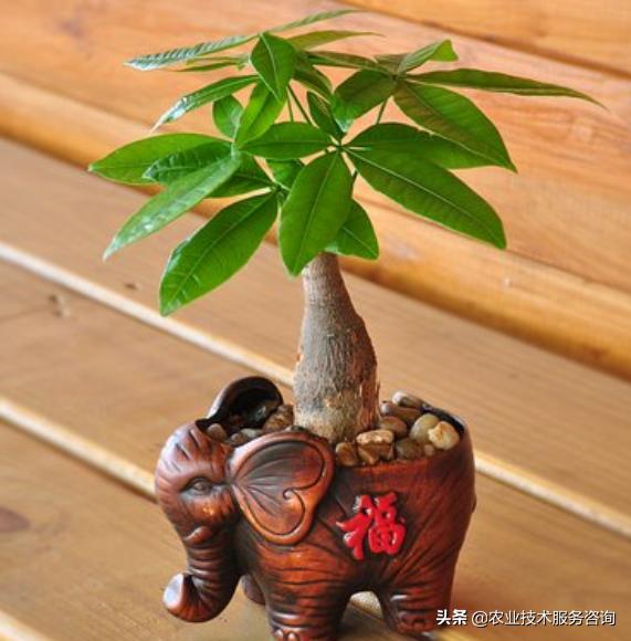 发财树叶片发黄卷曲怎么回事,发财树叶片发黄是怎么回事