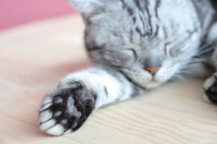 一镜走天下佳能,佳能rf24-105mmf4一代与二代