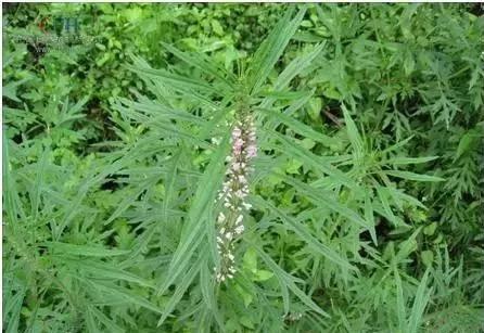 教你认识那些路边的野生中草药,如何识别路边的野生中草药