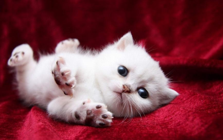 母猫难产怎么给猫助力生产,母猫难产怎么助产