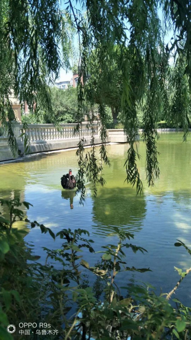 绿地城二期绿化乌鲁木齐,乌鲁木齐中海万锦公馆绿化环境