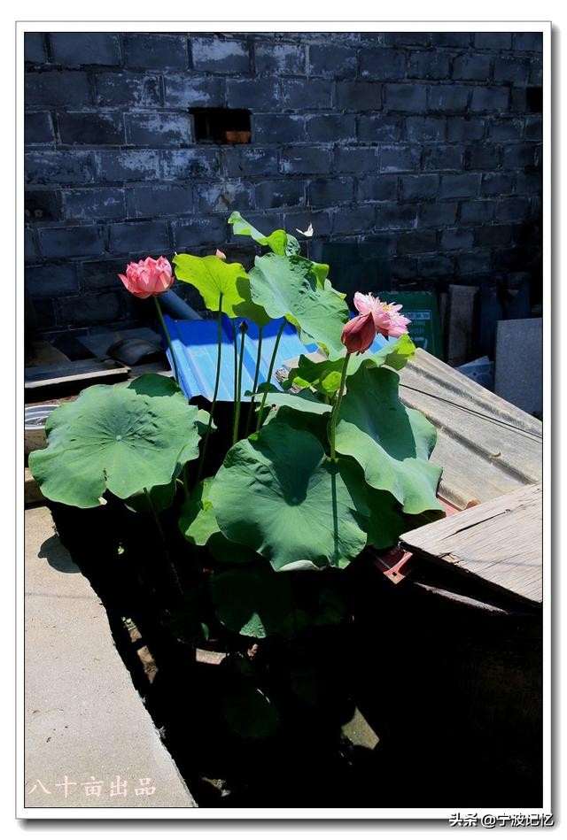 奉化江口南渡村拆迁,千年古村浙江