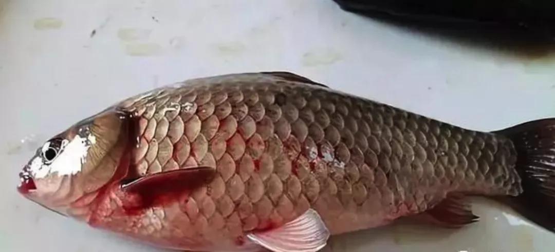 鱼类败血症,鱼病毒性败血症