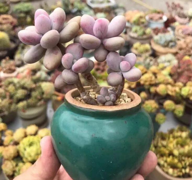 养多肉晒太阳吗,多肉冬天比夏天好养