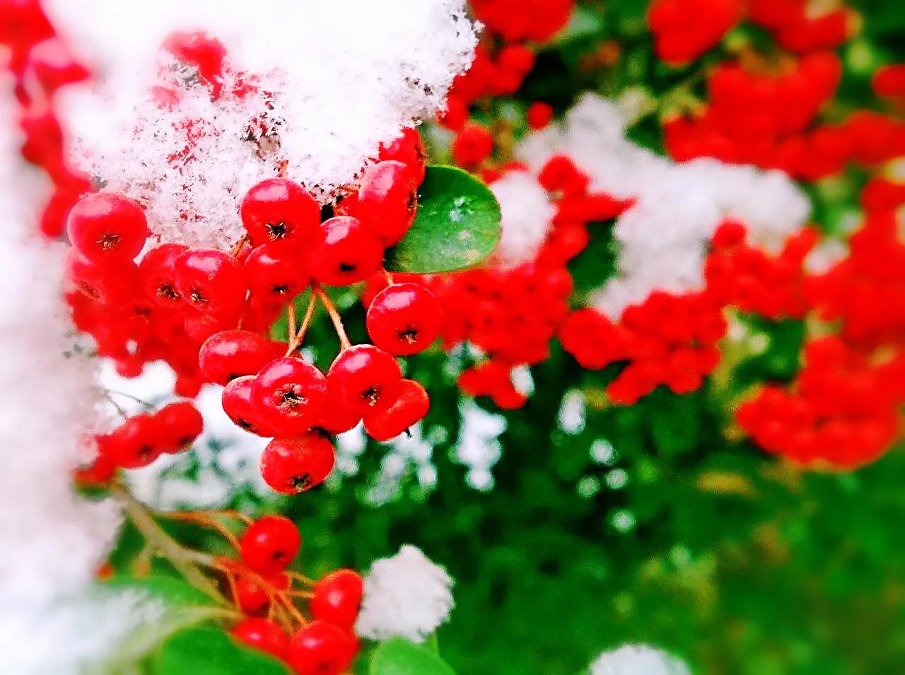 火棘树挂满果图,火棘花开