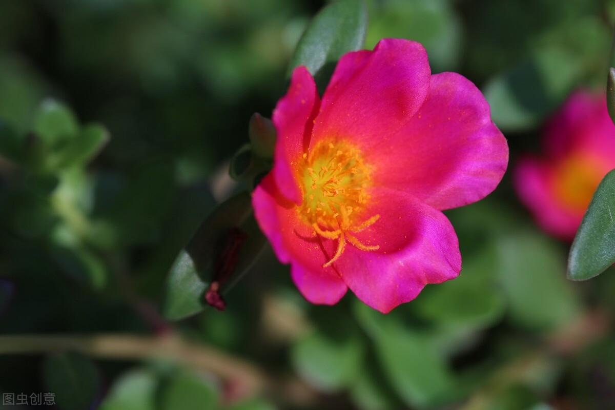 那些令人赞叹的庭院花卉,5种庭院生活方式的花卉