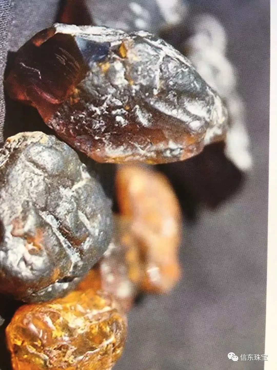 第一节是什么节,什么是琥珀呢