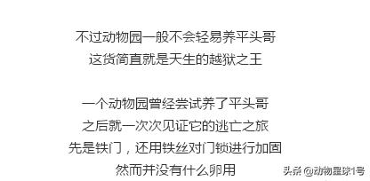 平头哥蜜獾照片,蜜獾平头哥动物科普