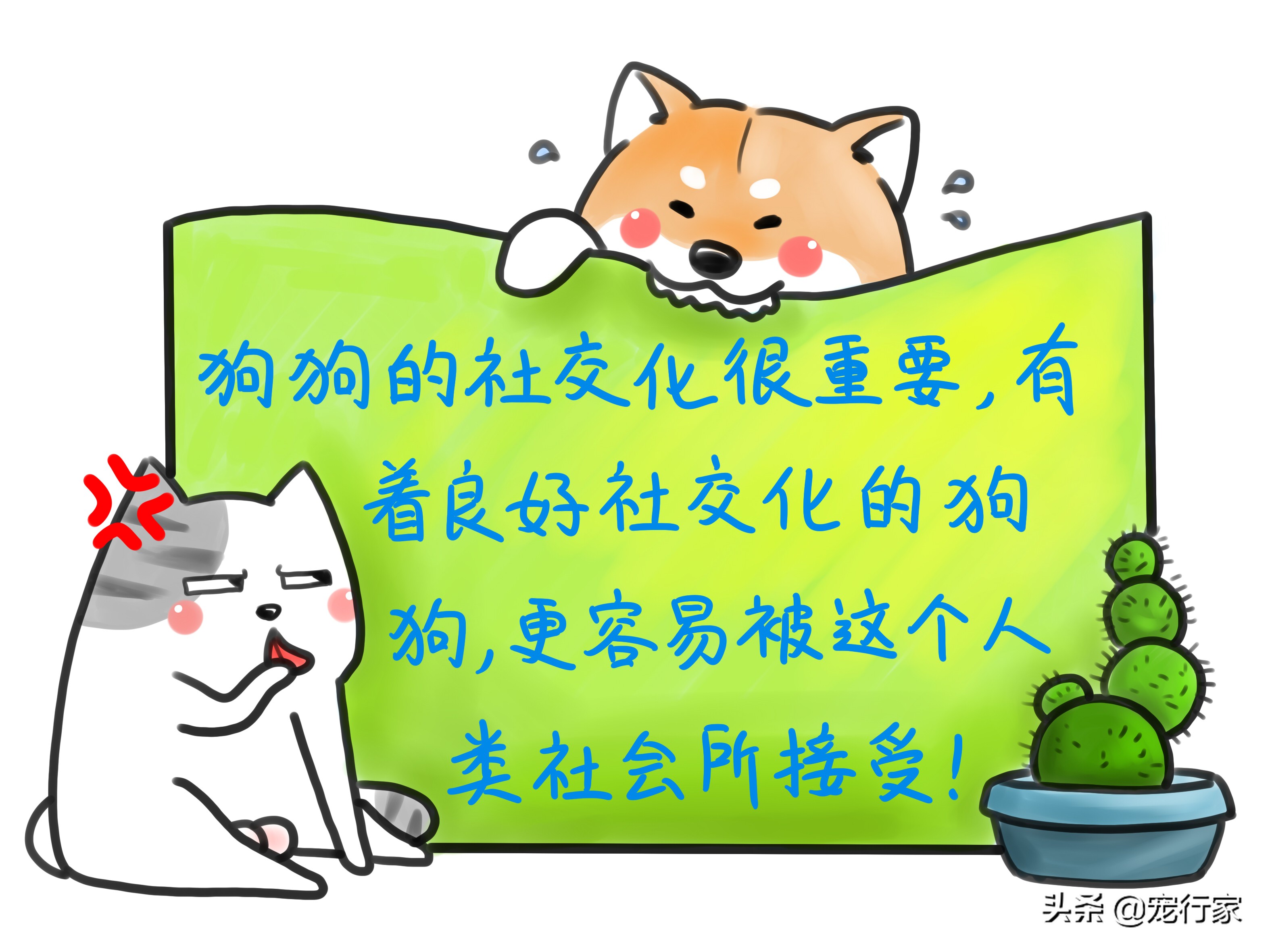 怎么对狗社会性训练,狗到底要怎么训练