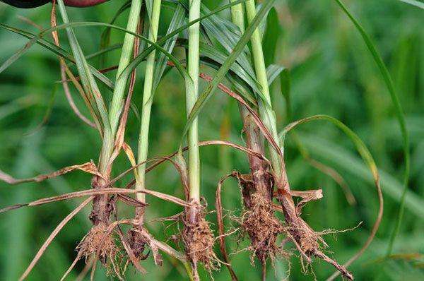 花生地除杂草用什么药,花生田莎草专用除草剂