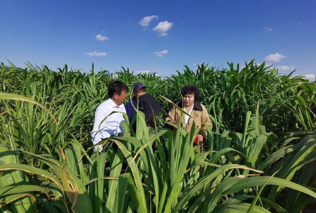 牧草立体种养模式,牧草循环农业