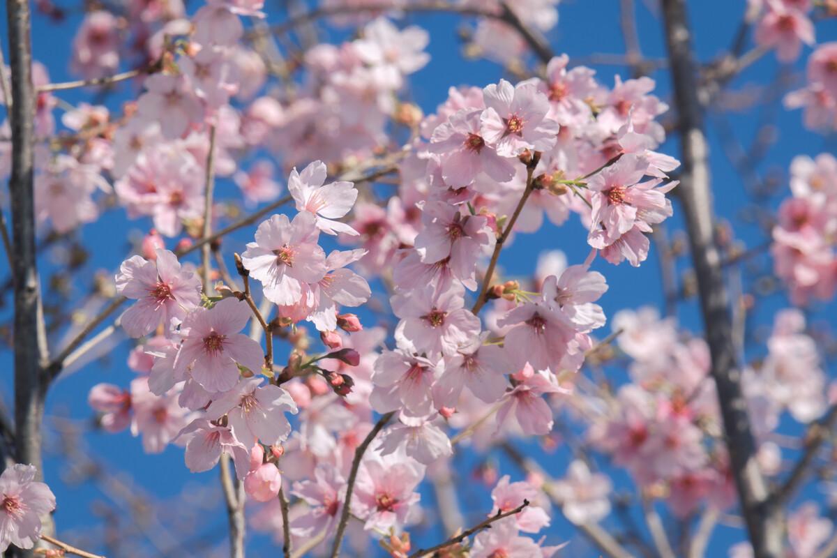樱花季怎么能少得了专属樱花,四月开花的樱花有哪些