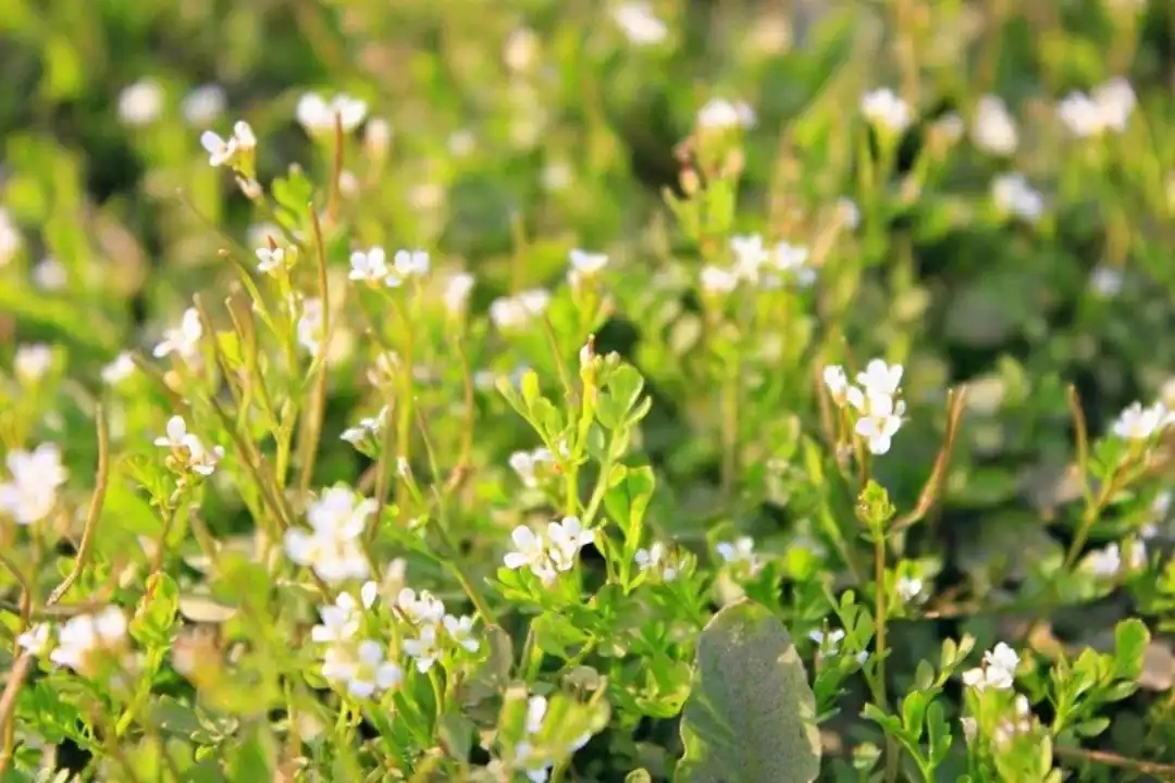 梦参老和尚五台山,梦参老和尚五台山神奇的故事