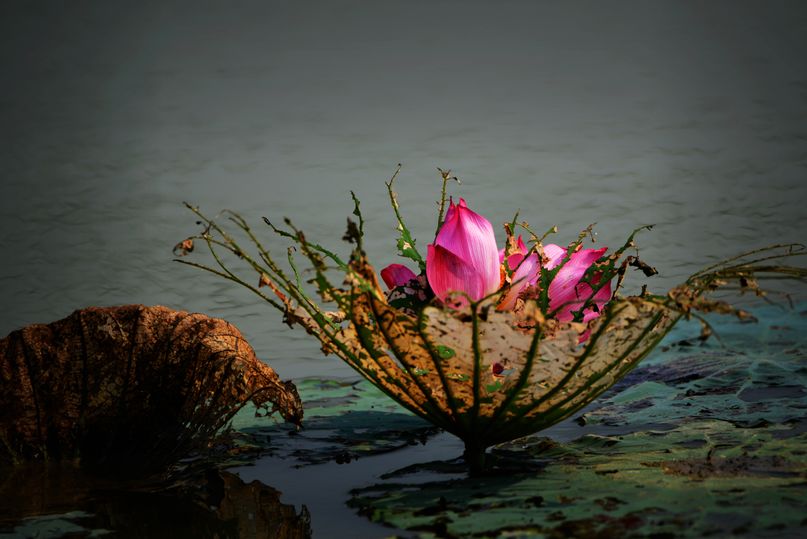 常德，那些惊艳夏日的荷花