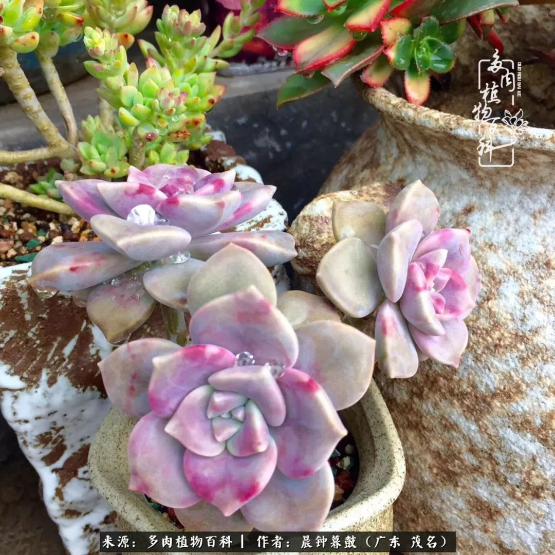 轻轻地告诉你，我的多肉也曾美过，不信你看看