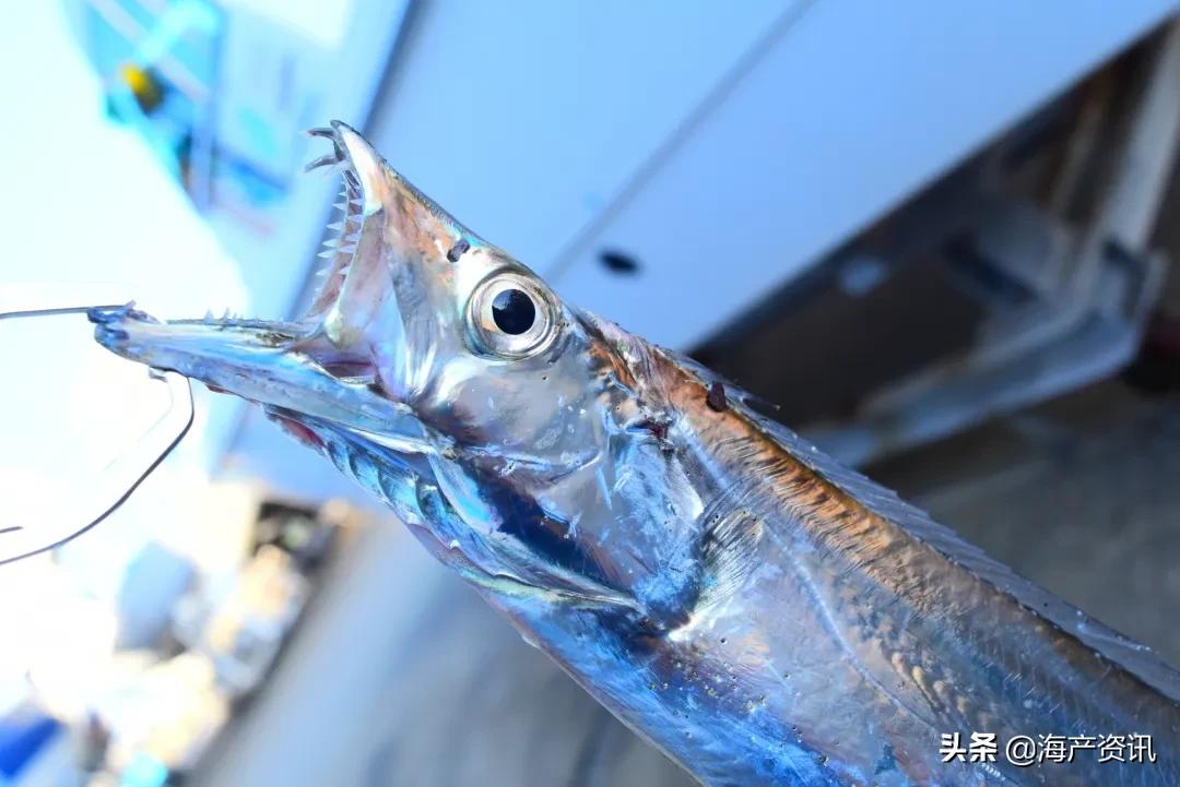 明明是纯天然的深海贵族，为什么却成了中国最平民的海鲜？