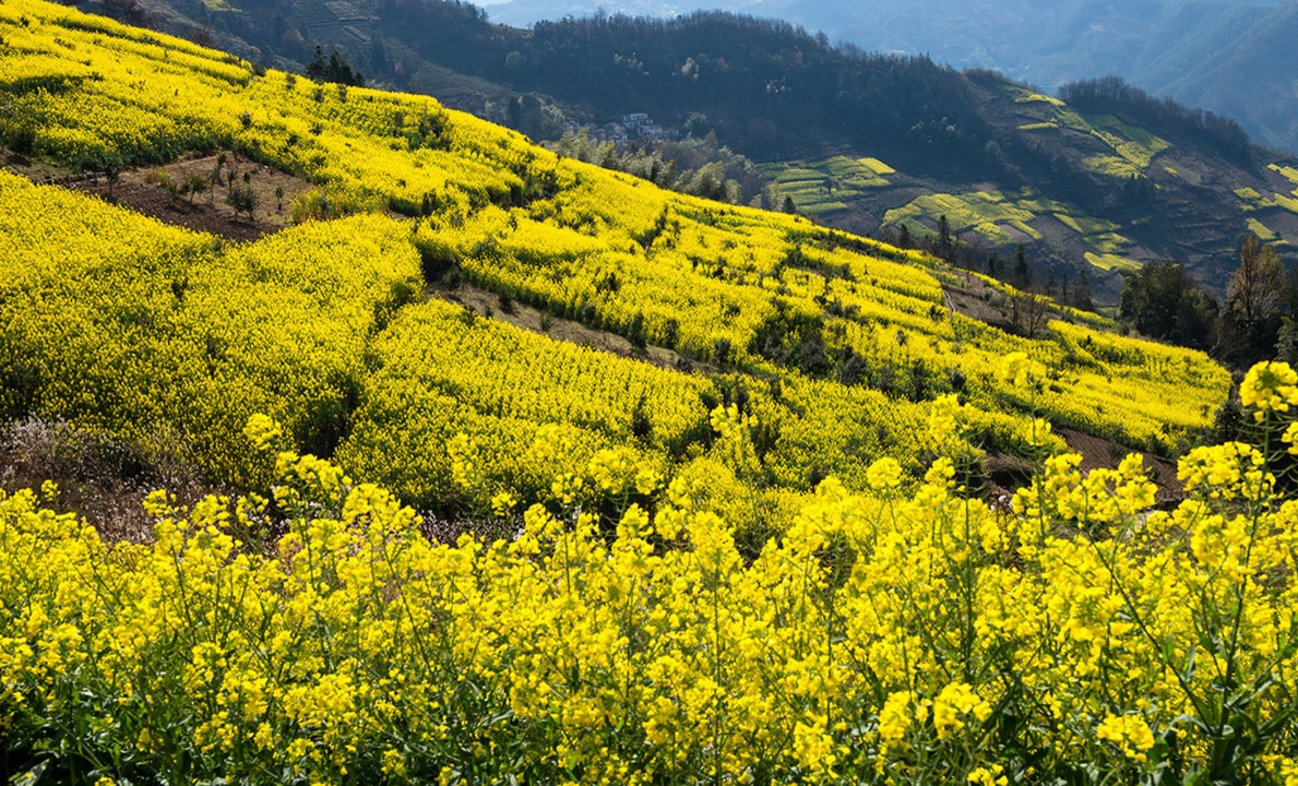 歙县观赏油菜花经典路线,歙县自驾游婺源看油菜花车停哪里