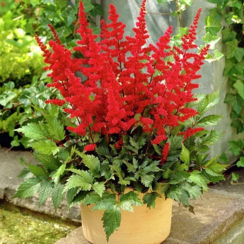 四季常开且有浓郁香味好养的花,适合懒人养的四季花一串红