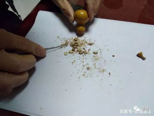 百花仙子文玩手捻小葫芦怎样种植,手捻小葫芦种植方法