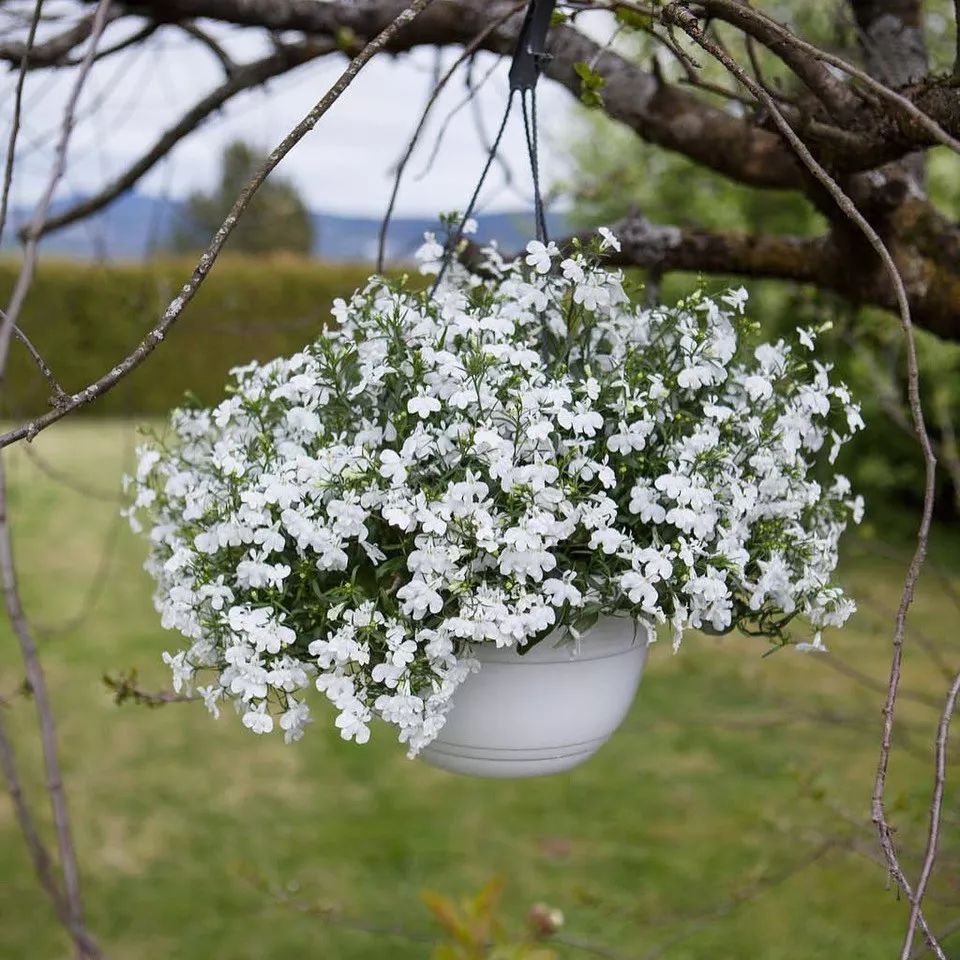 懒人室内养花就养4款开花机器,懒人专属开花机器花儿天天开爆盆