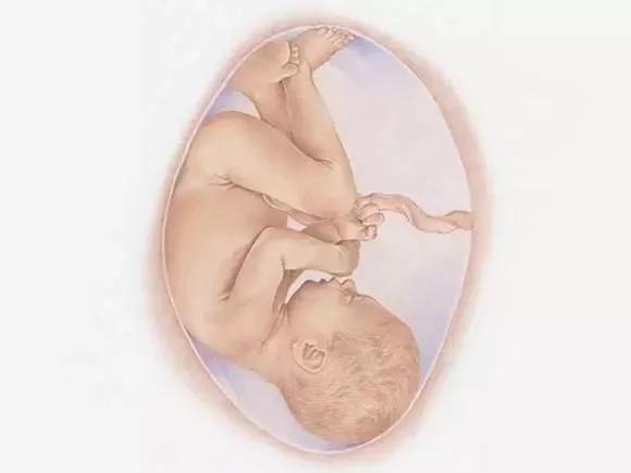 1-40周胎儿发育营养过程图,1-40周胎儿发育孕妈饮食