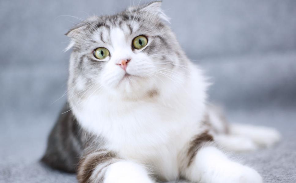 猫粮测评：多年养猫选粮经验分享