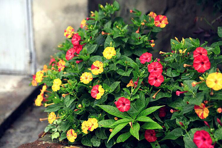 紫茉莉花的生长过程图,紫茉莉花哪个季节最适宜栽培