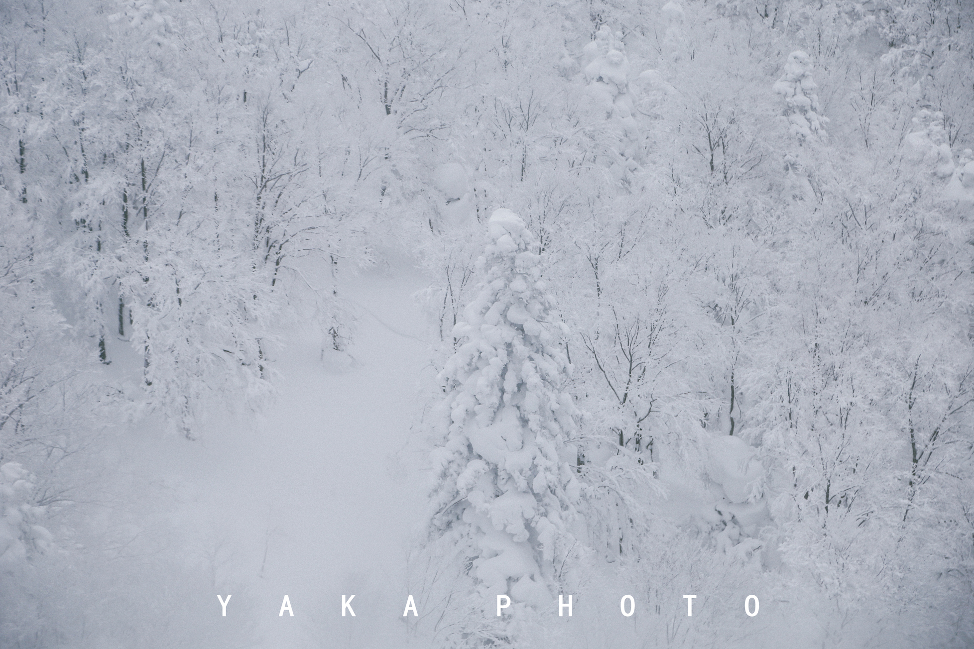 日本青森睡魔祭举办时间,日本的青森值得去么