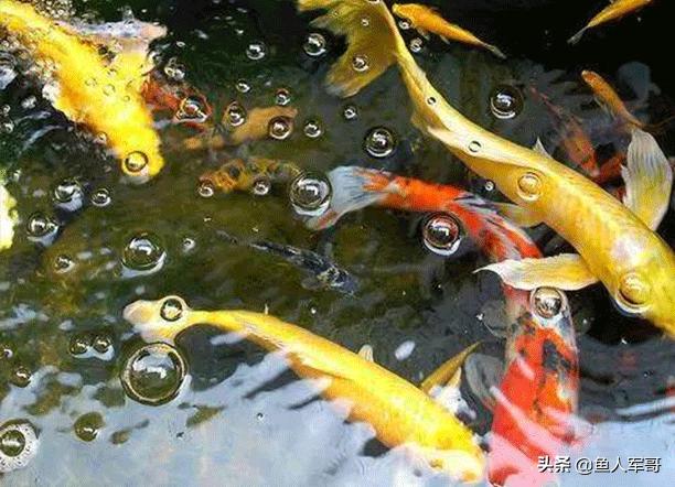 水中活宝锦鲤怎么养,锦鲤鱼与什么鱼可以一起养
