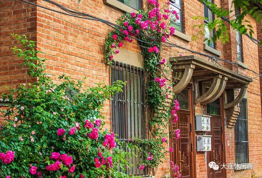 大连西山公园花海,大连郁金香花海